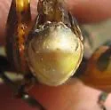 Canyon Grasshopper - photo 3