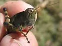 Canyon Grasshopper - photo 4