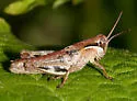 Huckleberry Grasshopper