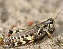 Huckleberry Grasshopper - photo 2