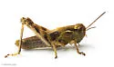 Huckleberry Grasshopper - photo 3