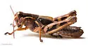 Huckleberry Grasshopper - photo 4