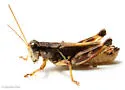 Huckleberry Grasshopper - photo 5