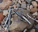 Black-legged Grasshopper