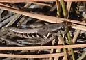 Black-legged Grasshopper - photo 2