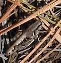 Black-legged Grasshopper - photo 3