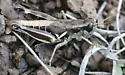Black-legged Grasshopper - photo 4