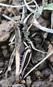 Black-legged Grasshopper - photo 5