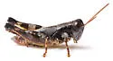 Melanoplus ferrarius - Melanoplus ferrarius
