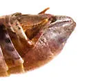 Melanoplus ferrarius - photo 2