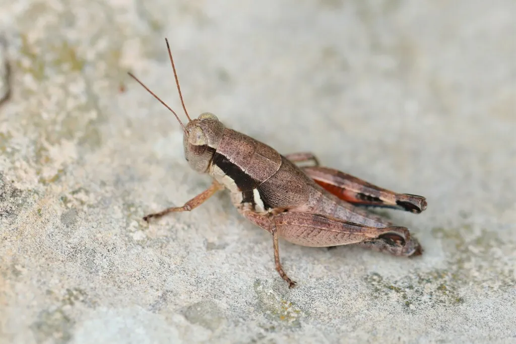 Dallas Short-wing Grasshopper - photo 2