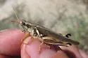 Yellowish Spur-Throat Grasshopper