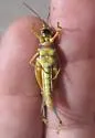 Yellowish Spur-Throat Grasshopper - photo 2