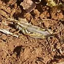 Yellowish Spur-Throat Grasshopper - photo 3