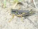 Yellowish Spur-Throat Grasshopper - photo 4