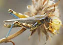 Yellowish Spur-Throat Grasshopper - photo 5