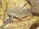 Sandbar Grasshopper