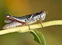 Sandbar Grasshopper - photo 2