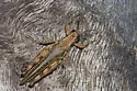 Sandbar Grasshopper - photo 3