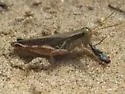Sandbar Grasshopper - photo 4