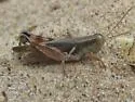 Sandbar Grasshopper - photo 5