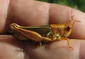 Striped Sand Grasshopper