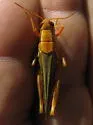 Striped Sand Grasshopper - photo 2