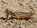 Striped Sand Grasshopper - photo 3
