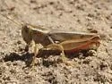 Striped Sand Grasshopper - photo 4