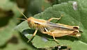 Striped Sand Grasshopper - photo 5