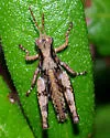 Toothcercus Shortwing Grasshopper