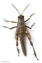 Toothcercus Shortwing Grasshopper - photo 2