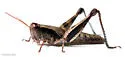 Toothcercus Shortwing Grasshopper - photo 3