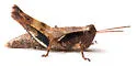 Toothcercus Shortwing Grasshopper - photo 4