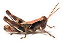 Toothcercus Shortwing Grasshopper - photo 5