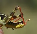 San Francisco Short-wing Grasshopper