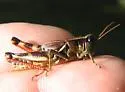 San Francisco Short-wing Grasshopper - photo 2