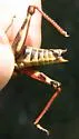 San Francisco Short-wing Grasshopper - photo 3
