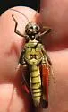 San Francisco Short-wing Grasshopper - photo 4