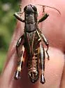 San Francisco Short-wing Grasshopper - photo 5