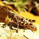 Nordic Mountain Grasshopper