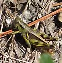 Larger Fork-tail Grasshopper