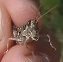 Gladston's Spur-throat Grasshopper