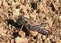 Gladston's Spur-throat Grasshopper - photo 2
