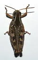 Gladston's Spur-throat Grasshopper - photo 3