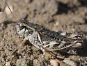 Gladston's Spur-throat Grasshopper - photo 4