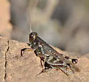 Gladston's Spur-throat Grasshopper - photo 5