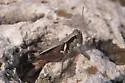 Glaucus-legged Spur-throat Grasshopper