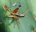Glaucus-legged Spur-throat Grasshopper - photo 2