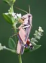 Glaucus-legged Spur-throat Grasshopper - photo 3